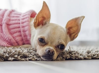 Adopter un chihuahua